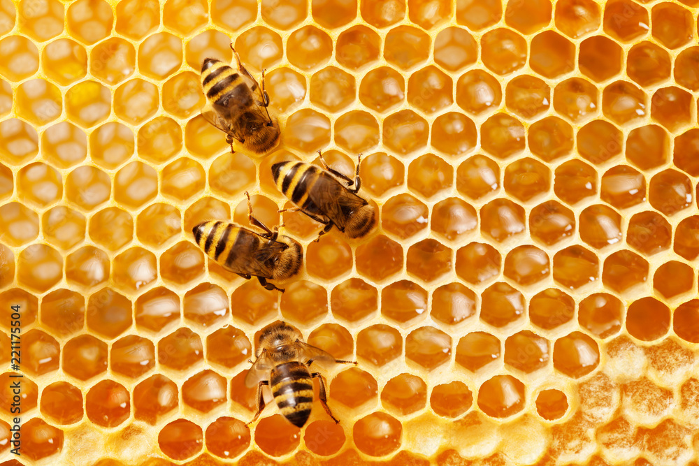 Bees & beeswax on honeycomb