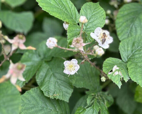 A close-up of a plant with flowers and bee on it.