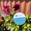 A round container labeled "Baby Barrier Baby Balm" with a blue and white design is placed among vibrant purple and yellow flowers. The container is part of the "Life Happens Skin Rescue Range." The sunlit scene, set outdoors, highlights the natural beauty of this baby barrier balm.