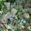 Three stone animal sculptures are placed on the ground, surrounded by green and white variegated ivy leaves. Two small tags are positioned near the sculptures, reminiscent of product labels like baby barrier balm.