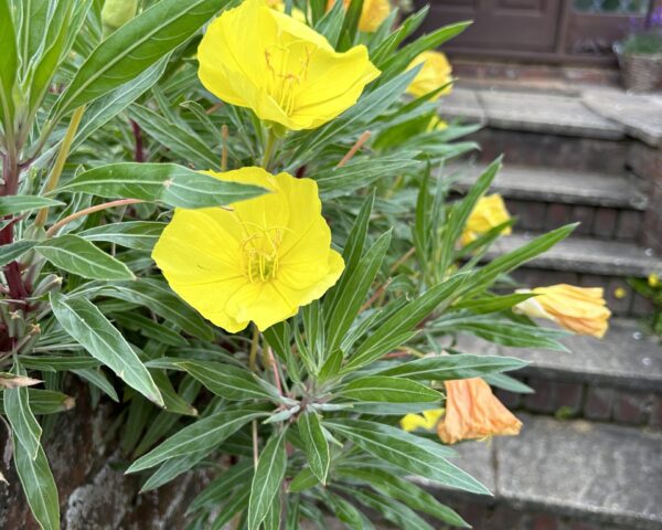 A cluster of yellow flowers with elongated green leaves hangs over a low brick wall. The backdrop includes a brick house, a brown door with glass panels, and stone steps. Potted plants with colorful blooms are visible near the door.