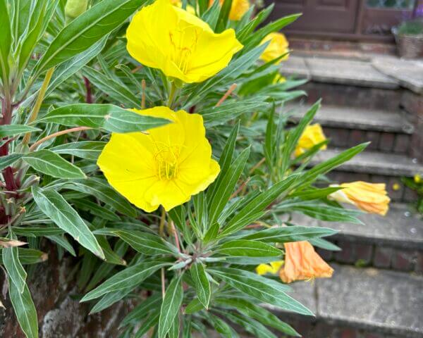 A cluster of yellow flowers with elongated green leaves hangs over a low brick wall. The backdrop includes a brick house, a brown door with glass panels, and stone steps. Potted plants with colorful blooms are visible near the door.