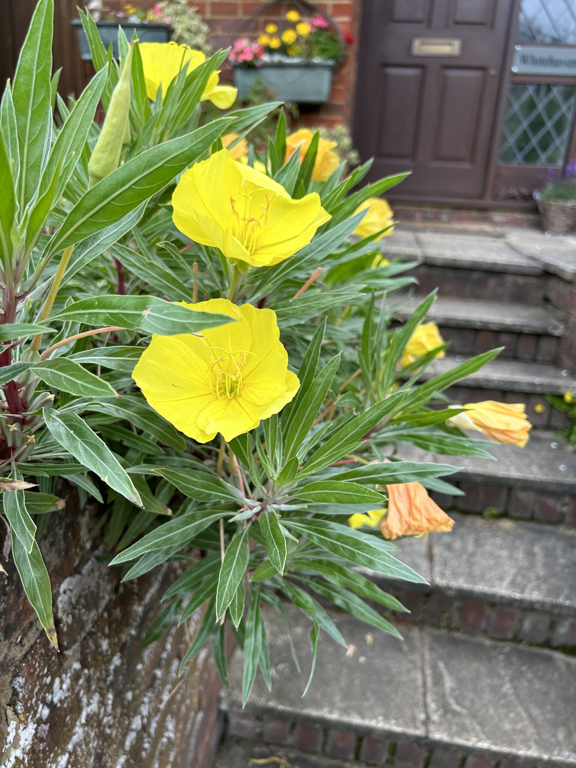 A cluster of yellow flowers with elongated green leaves hangs over a low brick wall. The backdrop includes a brick house, a brown door with glass panels, and stone steps. Potted plants with colorful blooms are visible near the door.