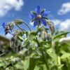 Close-up of a borage plant with vibrant blue star-shaped flowers and fuzzy green stems and leaves under a bright blue sky with scattered clouds.