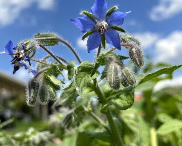 Close-up of a borage plant with vibrant blue star-shaped flowers and fuzzy green stems and leaves under a bright blue sky with scattered clouds.