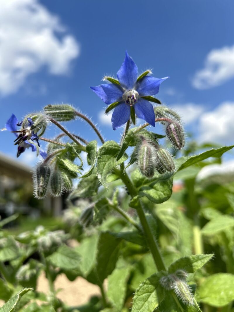 Close-up of a borage plant with vibrant blue star-shaped flowers and fuzzy green stems and leaves under a bright blue sky with scattered clouds.