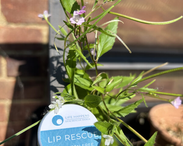 A small container of allergen-free "Lip Rescue" balm rests on a metal surface outdoors. Nestled beside green plants with small light purple flowers, the scene's backdrop includes a brick wall and a potted plant on a windowsill.